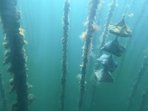oyster farm underwater